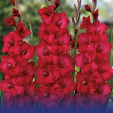 8718641996928 1 Gladiolus Plum Tart.jpg